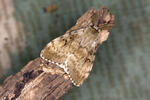 Gypsy Moth