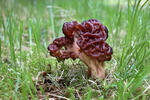 Gyromitra esculenta