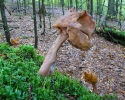 Gyromitra infula