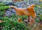 Gyromitra infula