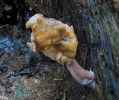 Gyromitra infula