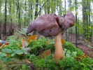 Gyromitra infula