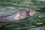 Harbor Seal