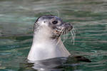 Harbor Seal