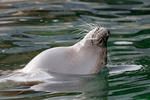 Harbor Seal