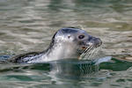 Harbor Seal