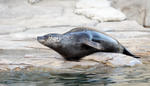 Harbor Seal