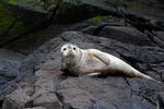 Harbor Seal