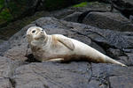 Harbor Seal