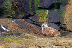 Harbor Seal