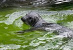 Harbor Seal