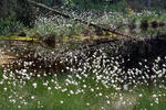 Hare'S-Tail Cottongrass