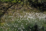 Hare'S-Tail Cottongrass