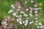 Hare'S-Tail Cottongrass