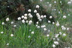 Hare'S-Tail Cottongrass