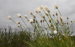 Hare'S-Tail Cottongrass