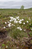 Hare'S-Tail Cottongrass