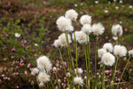 Hare'S-Tail Cottongrass