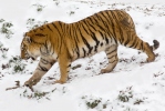 Harimau siberia