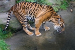 Harimau Sumatera