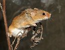 Harvest Mouse