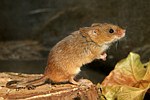 Harvest Mouse