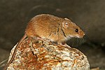 Harvest Mouse