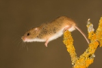 Harvest Mouse