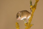 Harvest Mouse