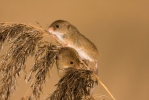 Harvest Mouse