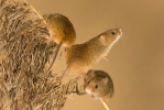 Harvest Mouse