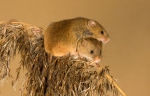 Harvest Mouse