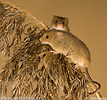 Harvest Mouse