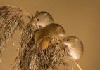 Harvest Mouse