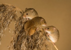 Harvest Mouse