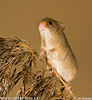 Harvest Mouse