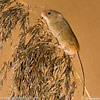 Harvest Mouse