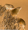 Harvest Mouse