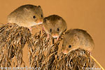 Harvest Mouse