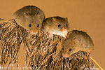 Harvest Mouse