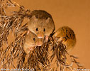 Harvest Mouse