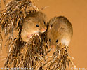 Harvest Mouse