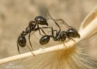 Harvester Ant