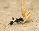 Harvester Ant