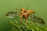 Hazelnut Weevil