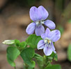 Heath Dog-violet