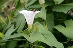 Hedge Bindweed