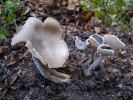 Helvella macropus