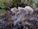 Helvella macropus