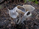 Helvella macropus